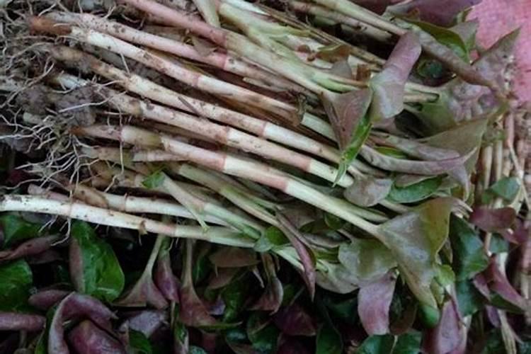 鱼腥草的种植方法