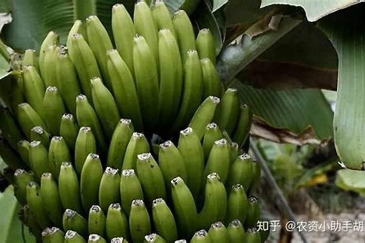 香蕉施什么肥最好