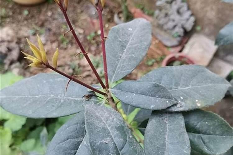 桂花树什么时候施肥