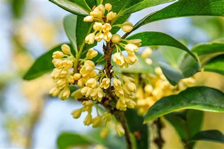 桂花何时施肥对桂花最好