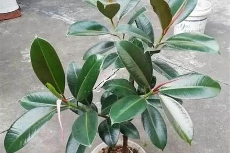 橡皮树施什么肥最好