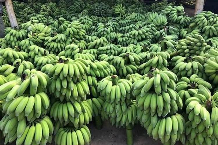 香蕉施什么肥最好