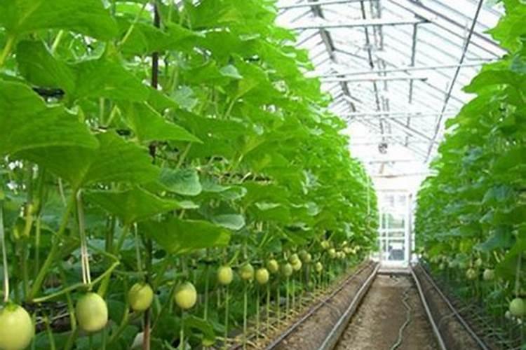 大棚甜瓜水肥管理技术(夏季甜瓜高产栽培与施肥方法)
