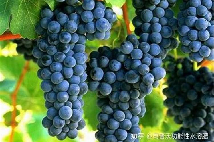 葡萄开花前施什么肥料最好