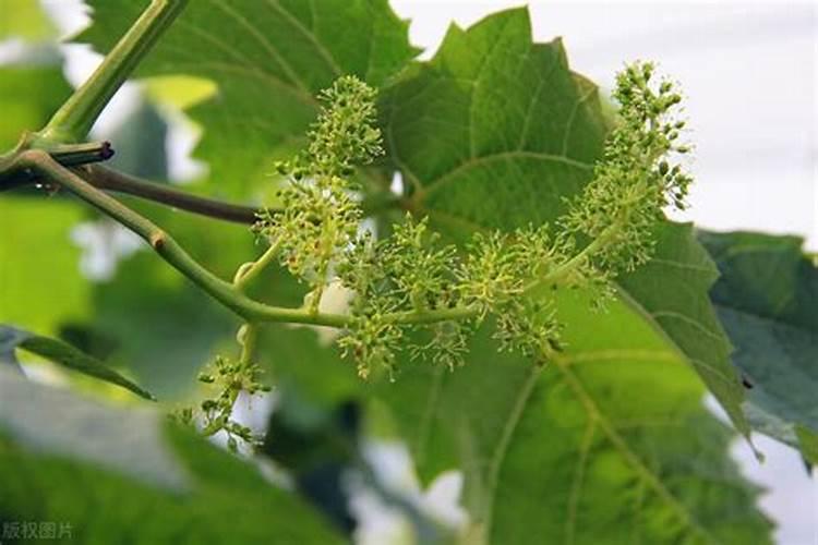 葡萄开花期能不能施肥和浇水呢？葡萄开花前施什么肥比较好呢？