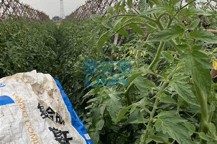 尿素是胺态氮肥吗