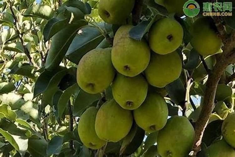 梨树果期有多久,果期养护与管理方法