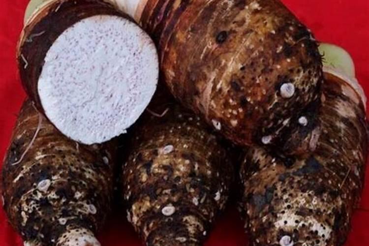 香芋如何种植？