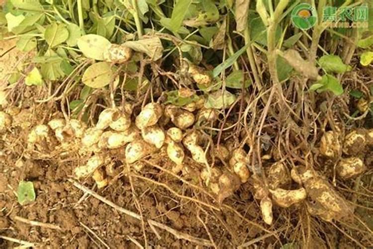 花生肥氯化钾硫酸钾哪个好 肥料如何选择