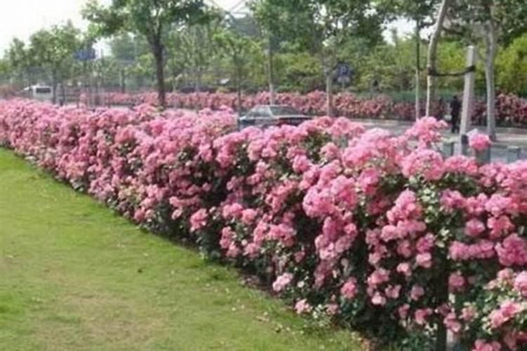 蔷薇花施什么肥最好