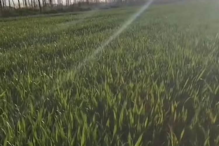 黄瓜卷叶怎么处理