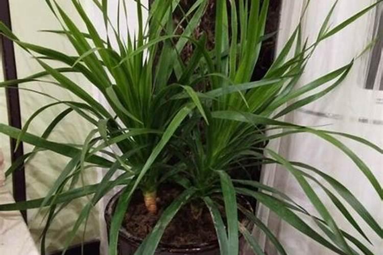 阳台种菜育苗如何做？急求大神解答？哪位能给点建议？