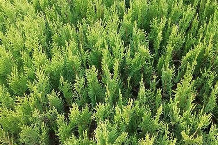 蔬菜施什么肥长得快又好