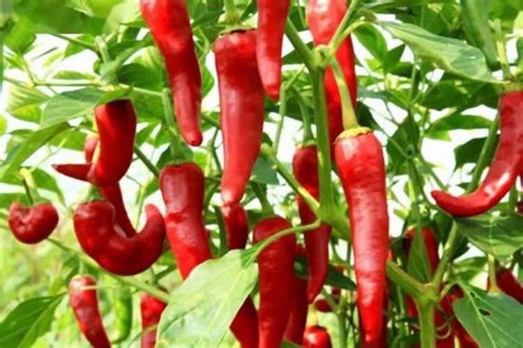 油菜越冬管理有什么技术