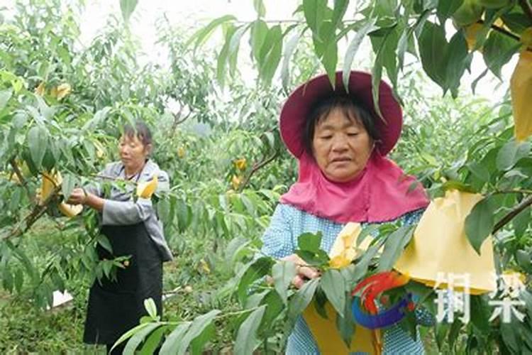 桃树套袋前打什么药