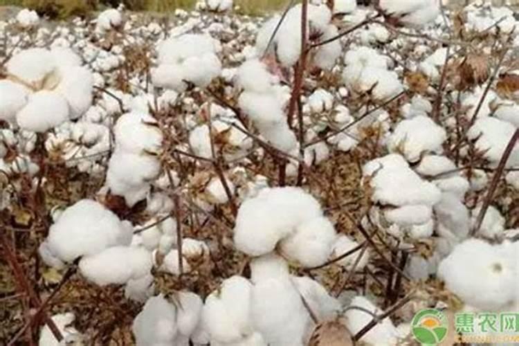 棉花后期喷什么叶面肥