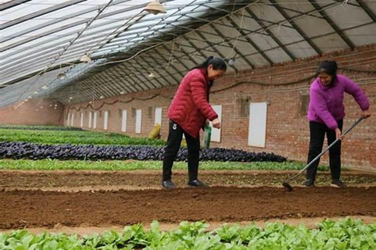 大棚西红柿定植后什么时候开始喷叶面肥？