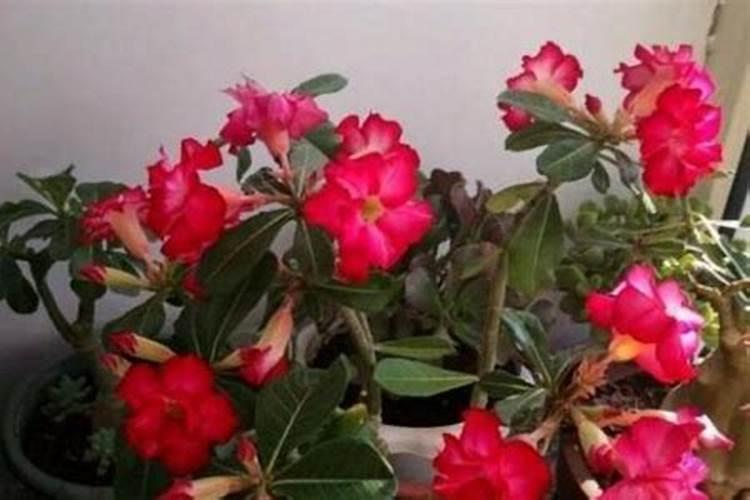 玫瑰花怎么施肥,玫瑰花施氮磷钾肥最为合适