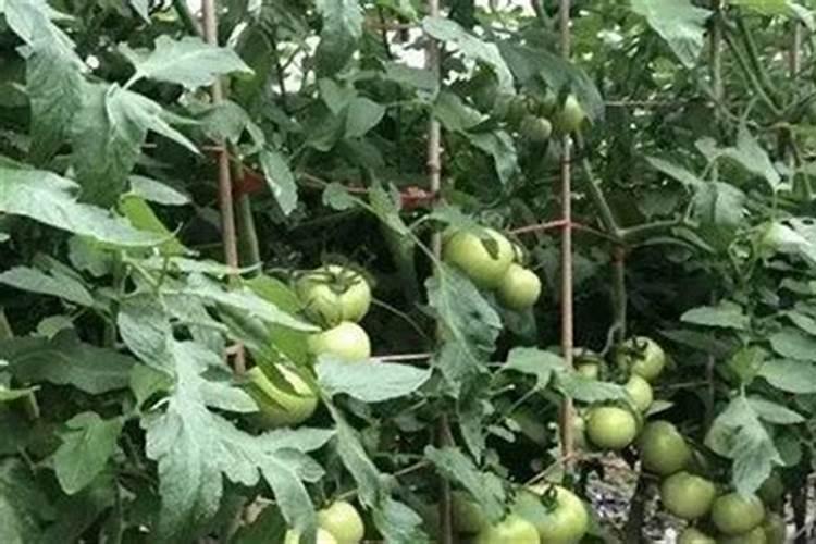 为什么说枇杷树是凶树？