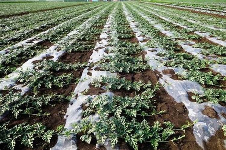 石榴树如何施肥 不同季节石榴树施肥的方法