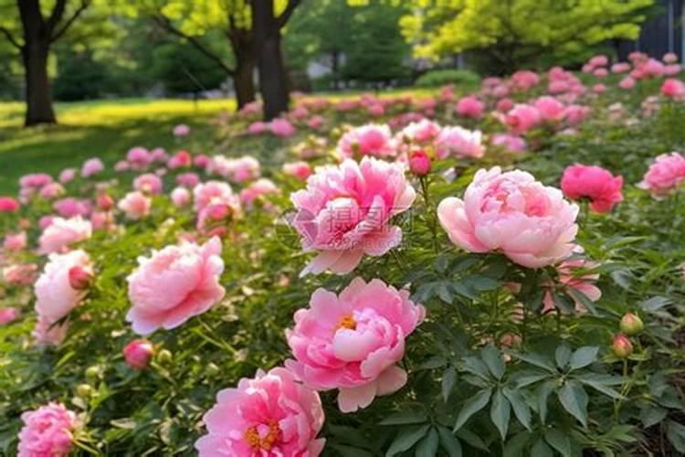 请问哪位大师:钾肥是什么,我我们日常生活中哪些东西可以提取？谢谢...