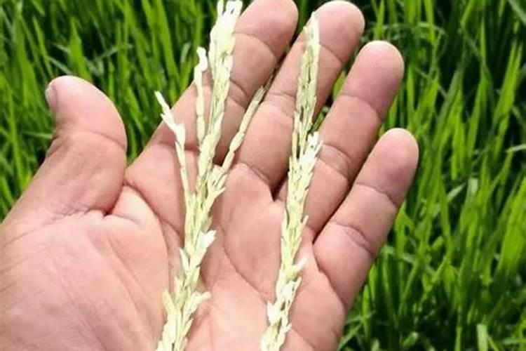 水稻打包喷叶面肥可以吗