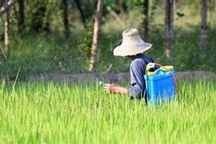 水稻已经鼓泡了撒肥效果怎么样？