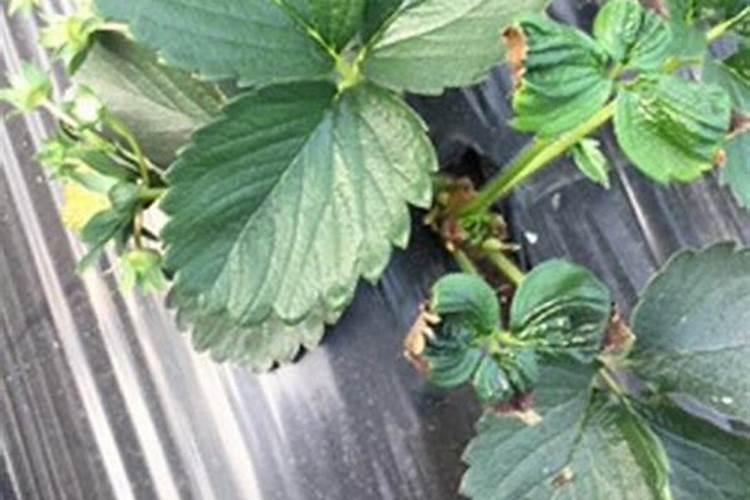 怎样简单辨别钾肥的真假与好坏？