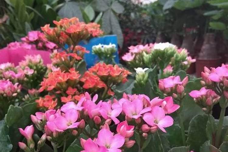 玉米控释肥十大品牌