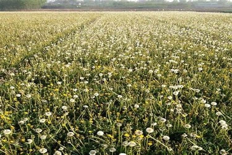 蒲公英是什么时候种植的