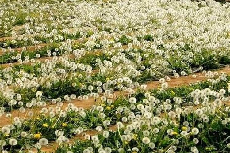 蒲公英施什么肥最好