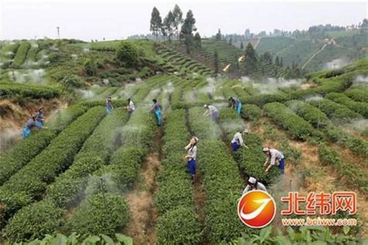 兰花喷什么叶面肥最好