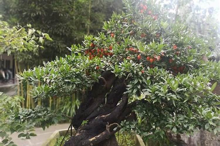 花叶子上的灰尘怎么清理干净？