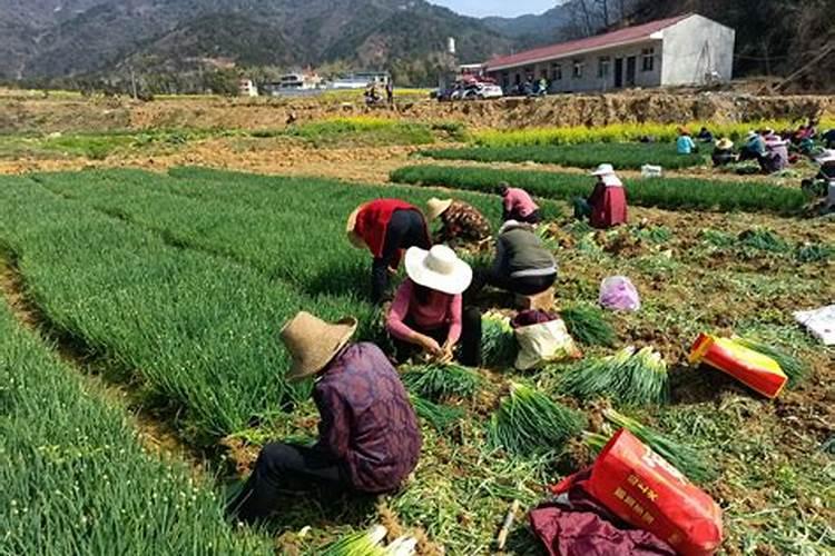 大葱用哪种水溶肥长势好？大葱专用增产叶面肥料？