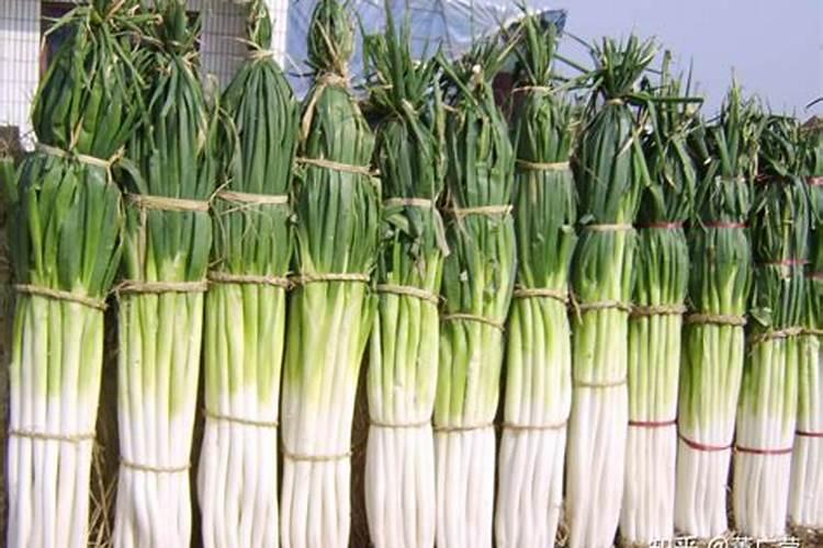 大葱专用肥料哪种的好？大葱抗病增产喷施昆仑风叶面肥!