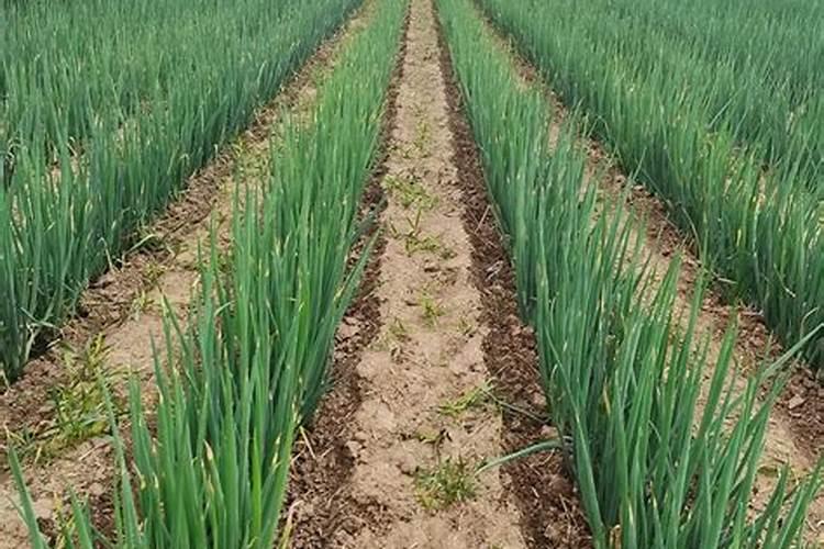 大葱专用肥用什么？