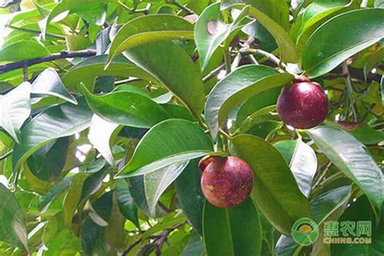 山竹皮可以做花肥吗 山竹皮能养花吗