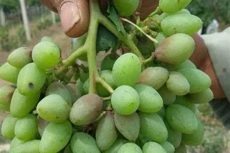 葡萄进入七月如何膨大