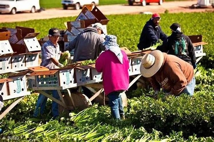 如何合理施用磷酸二铵？