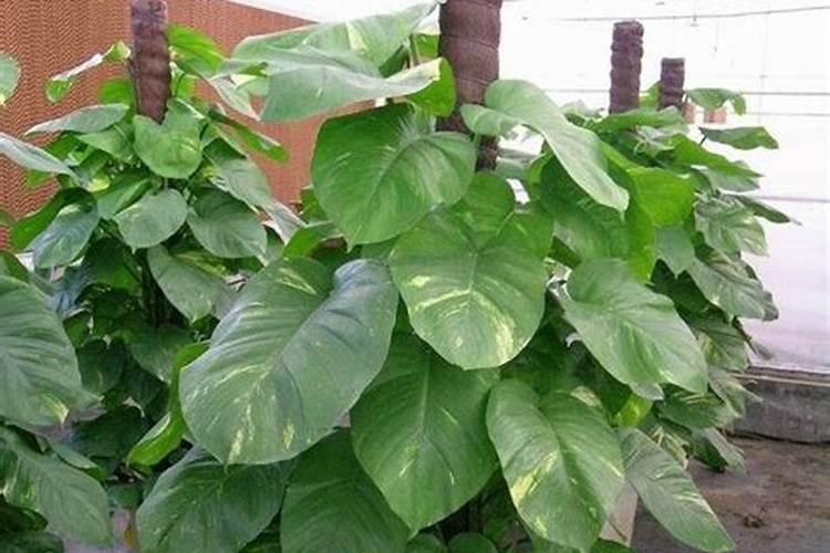 绿萝施氮肥多少比例