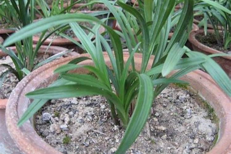 怎么给兰花施肥