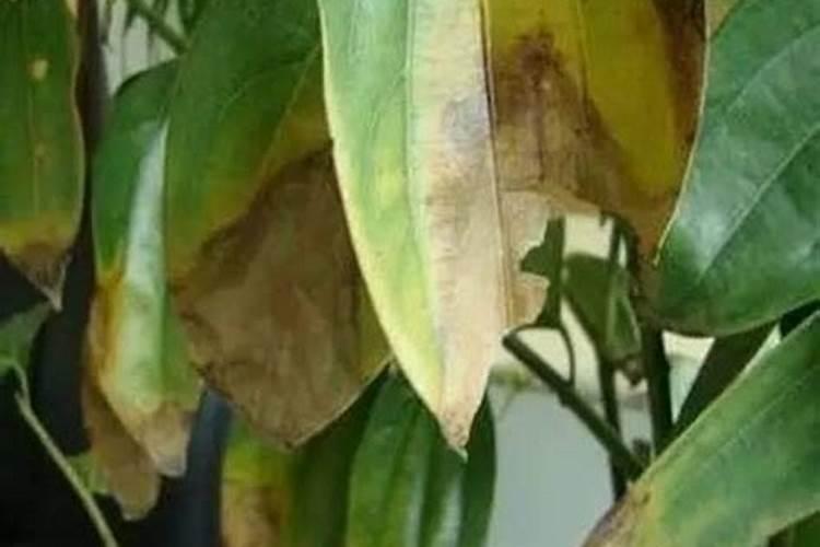 枣叶发黄,枣发红,