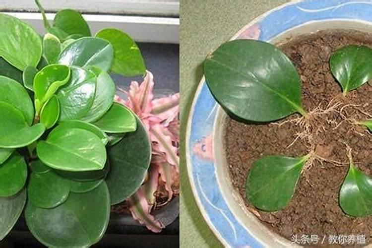 家庭可以制作生物碳肥吗？