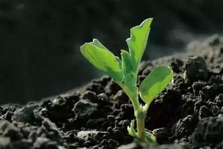 腐殖酸类肥料的功效是什么？主要原料是什么？