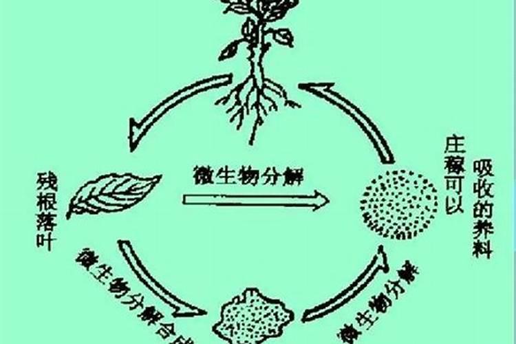 什么是腐殖质？