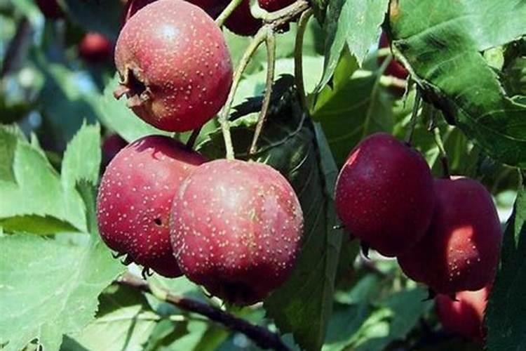 山楂果用什么叶面肥好