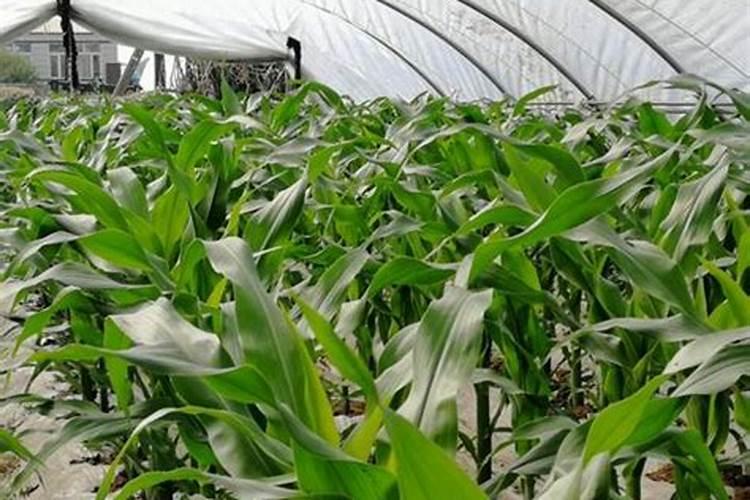 大棚玉米种植时间和方法