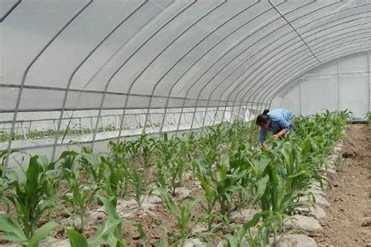 钾肥最佳施用方法