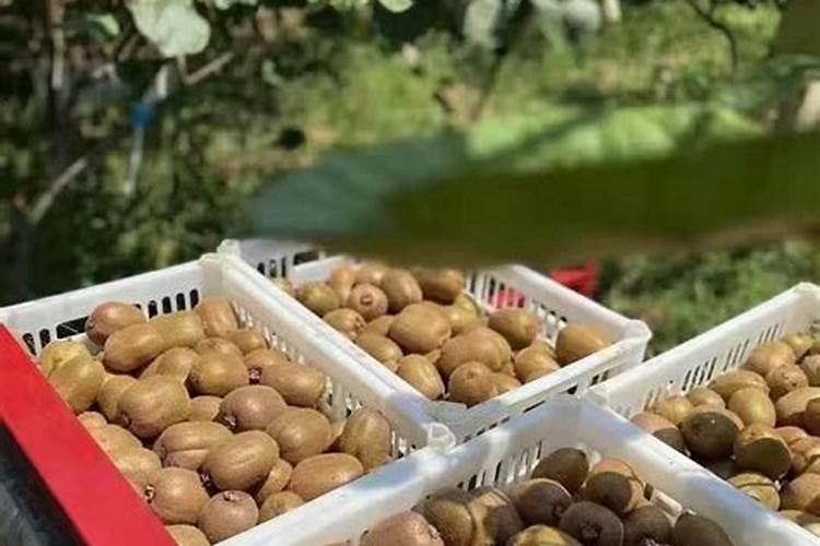 猕猴桃高钾水溶肥什么时候施最好？