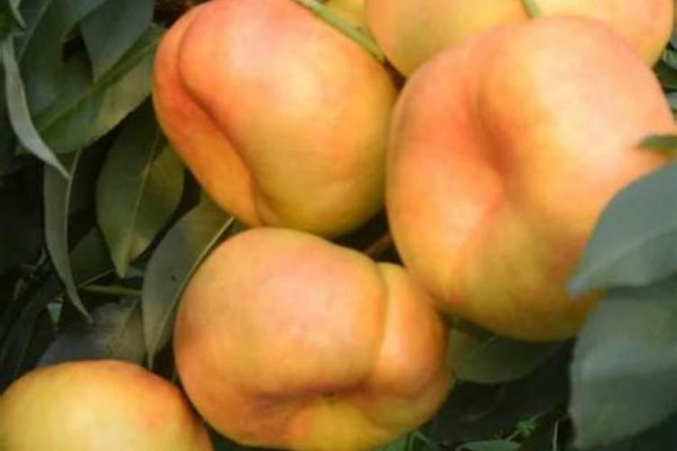 油蟠桃怎样管理才能结好桃